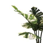 Bimë dekorative në vazo Monstera I, PP jeshile H90cm - Image 2