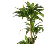 Bimë dekorative Dracaena I, në vazo, PP jeshile, H170cm - Image 2
